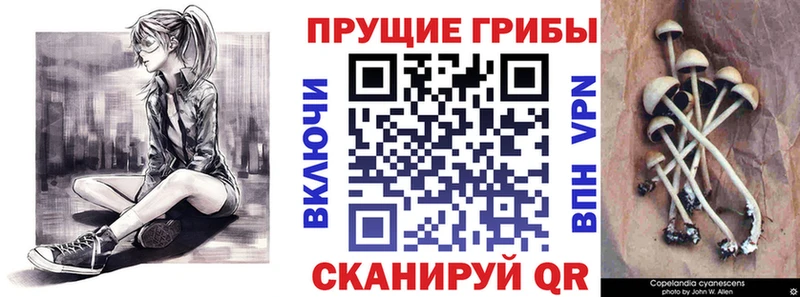 МЕГА вход  Новозыбков  Псилоцибиновые грибы Psilocybe 